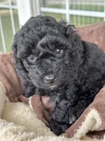 CKC Blue, a male Poodle - Miniature  for sale in Inman, SC – 1 of 1
