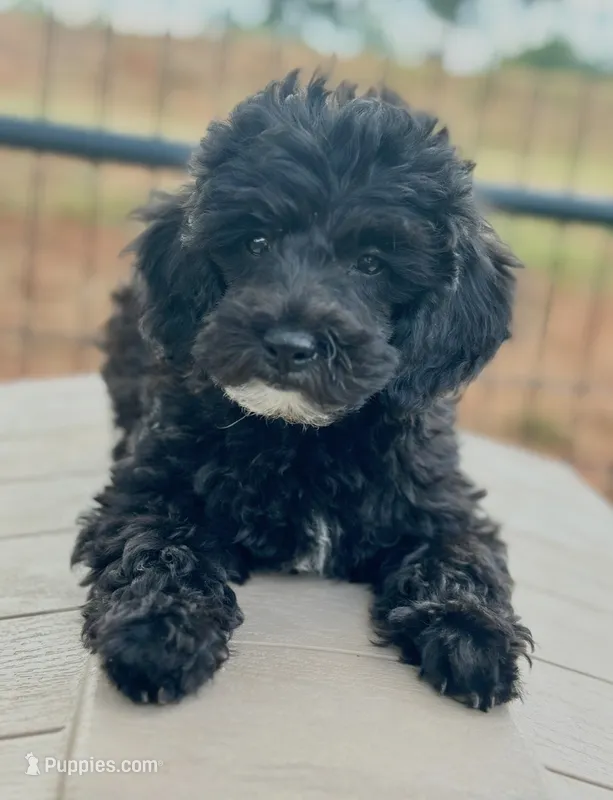 CKC  Max – Poodle - Miniature  puppy for sale in Inman, SC