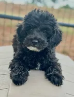 CKC  Max, a male Poodle - Miniature  for sale in Inman, SC – 1 of 3