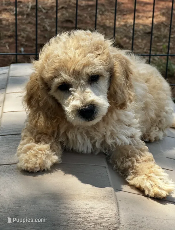 CKC Aiken  – Poodle - Miniature  puppy for sale in Inman, SC