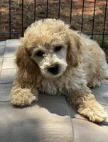 CKC Aiken , a male Poodle - Miniature  for sale in Inman, SC – 1 of 3