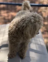 AKC Jolly, a male Poodle - Miniature  for sale in Inman, SC – 3 of 4