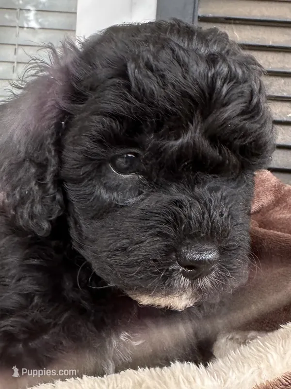 CKC Green – Poodle - Miniature  puppy for sale in Inman, SC
