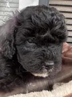 CKC Green, a male Poodle - Miniature  for sale in Inman, SC – 1 of 1