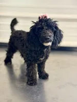 CKC Maxie , a female Poodle - Miniature  for sale in Inman, SC – 3 of 4