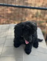 CKC  Spot, a male Poodle - Miniature  for sale in Inman, SC – 3 of 3