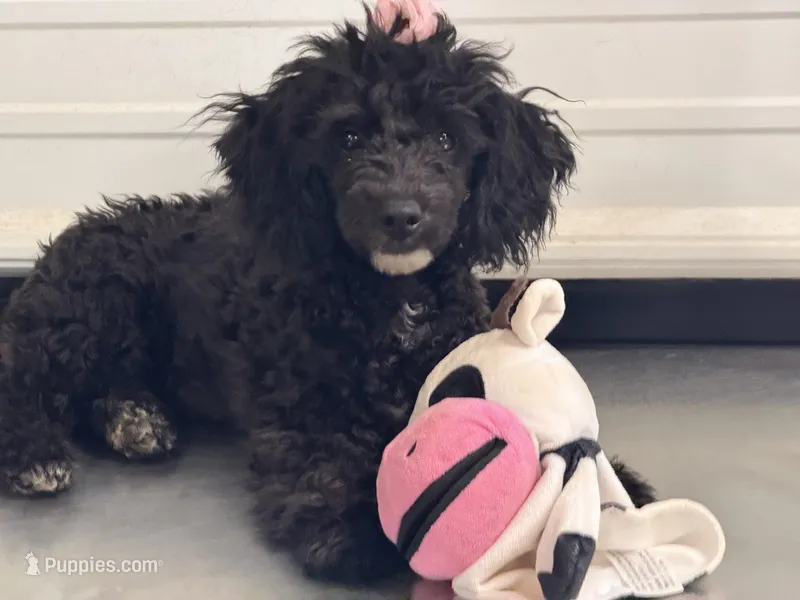CKC Maxie  – Poodle - Miniature  puppy for sale in Inman, SC