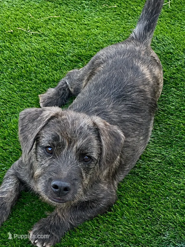 Rollo – French Bulldog, Poodle - Miniature  puppy for sale in Inman, SC