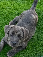 Rollo, a male French Bulldog and Poodle - Miniature  for sale in Inman, SC – 1 of 1
