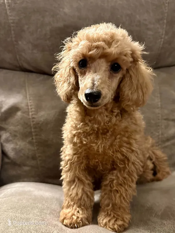 AKC Jolly – Poodle - Miniature  puppy for sale in Inman, SC