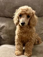 AKC Jolly, a male Poodle - Miniature  for sale in Inman, SC – 1 of 1