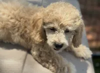 CKC Aiken , a male Poodle - Miniature  for sale in Inman, SC – 2 of 3