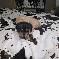 Smooth haired , a female Miniature Dachshund for sale in Lufkin, TX – 3 of 3