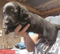 Longhaired Doxie, a male Miniature Dachshund for sale in Lufkin, TX – 4 of 5