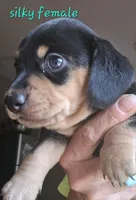 Smooth haired , a female Miniature Dachshund for sale in Lufkin, TX – 2 of 3