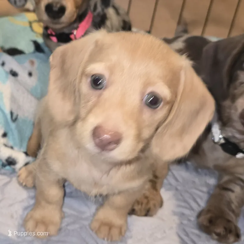 Longhaired Doxie – Miniature Dachshund puppy for sale in Lufkin, TX