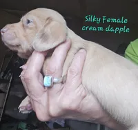 SILKY'S & Longhaireds, a female Miniature Dachshund for sale in Lufkin, TX – 8 of 9