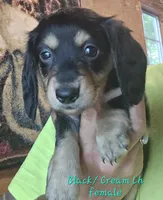 SILKY'S & Longhaireds, a female Miniature Dachshund for sale in Lufkin, TX – 5 of 9