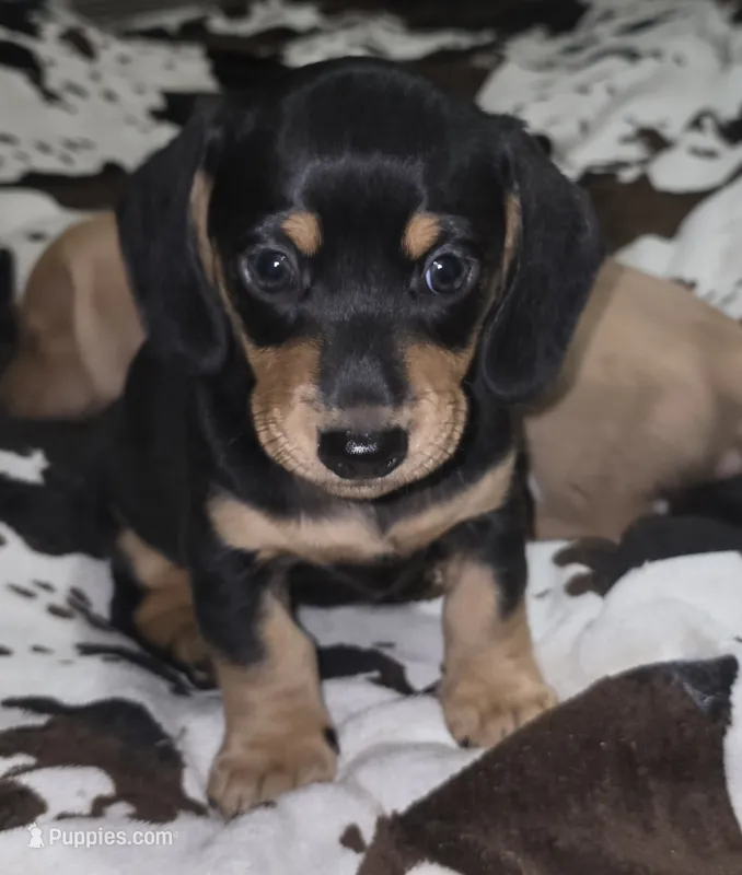 Smooth haired  – Miniature Dachshund puppy for sale in Lufkin, TX