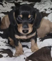Wirehaired/Longhair Mini Dachshund, a female Miniature Dachshund for sale in Lufkin, TX – 3 of 4