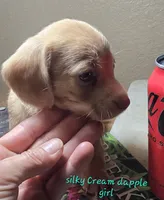 SILKY'S & Longhaireds, a female Miniature Dachshund for sale in Lufkin, TX – 2 of 9