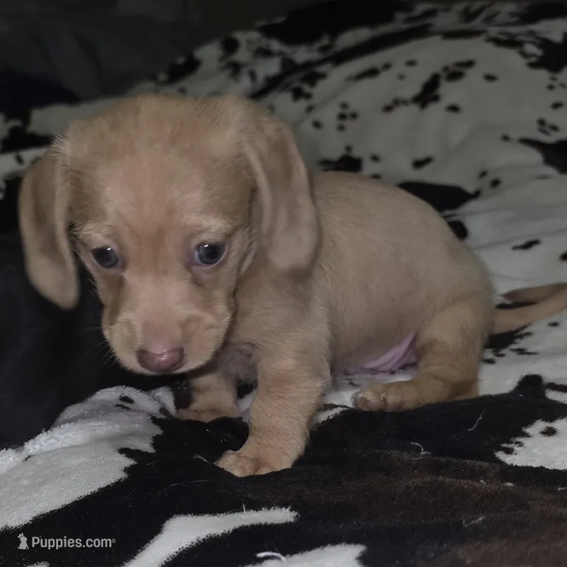 Wirehaired/Longhair Mini Dachshund – Miniature Dachshund puppy for sale in Lufkin, TX