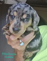 SILKY'S & Longhaireds, a female Miniature Dachshund for sale in Lufkin, TX – 6 of 9