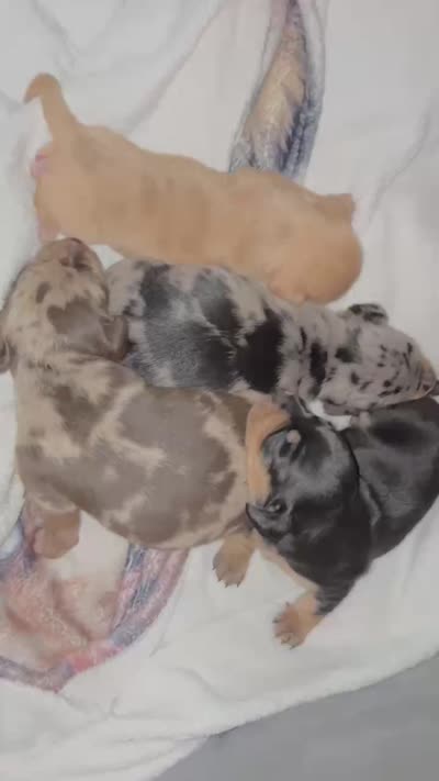 SILKY'S, a female Miniature Dachshund for sale in Lufkin, TX – 3 of 4