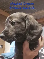Longhaired Doxie, a male Miniature Dachshund for sale in Lufkin, TX – 2 of 5