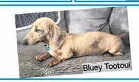 BUBBA got a SHOTGUN, a male Miniature Dachshund for sale in Lufkin, TX – 5 of 5