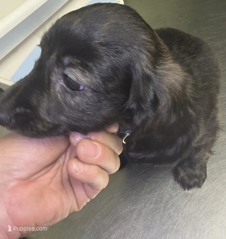 Longhaired Doxie – Miniature Dachshund puppy for sale in Lufkin, TX