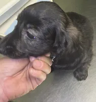 Longhaired Doxie, a male Miniature Dachshund for sale in Lufkin, TX – 1 of 5
