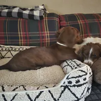 BUBBA got a SHOTGUN, a male Miniature Dachshund for sale in Lufkin, TX – 2 of 5