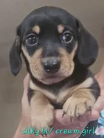 SILKY'S & Longhaireds, a female Miniature Dachshund for sale in Lufkin, TX – 4 of 9