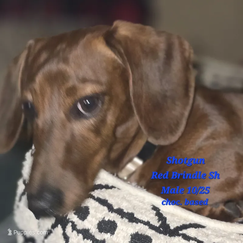 BUBBA got a SHOTGUN – Miniature Dachshund puppy for sale in Lufkin, TX