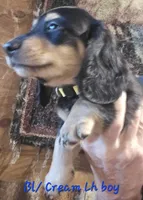 Longhaired Doxie, a male Miniature Dachshund for sale in Lufkin, TX – 5 of 5