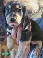 Longhaired Doxie, a male Miniature Dachshund for sale in Lufkin, TX – 3 of 5