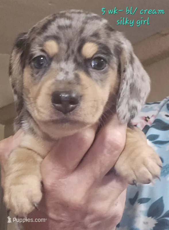 SILKY'S & Longhaireds – Miniature Dachshund puppy for sale in Lufkin, TX