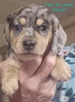 SILKY'S & Longhaireds, a female Miniature Dachshund for sale in Lufkin, TX – 1 of 9