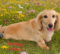 BUBBA got a SHOTGUN, a male Miniature Dachshund for sale in Lufkin, TX – 4 of 5
