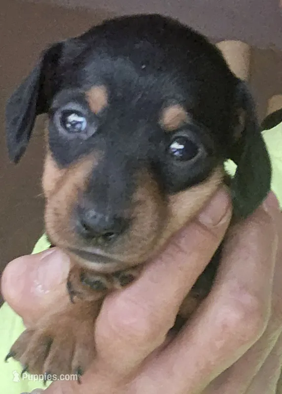 Smooth haired  – Miniature Dachshund puppy for sale in Lufkin, TX