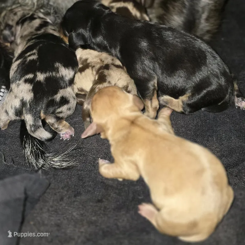 SILKY'S – Miniature Dachshund puppy for sale in Lufkin, TX