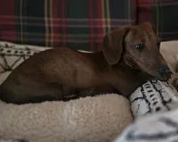 BUBBA got a SHOTGUN, a male Miniature Dachshund for sale in Lufkin, TX – 3 of 5