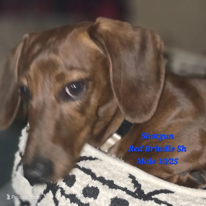 BUBBA got a SHOTGUN – Miniature Dachshund puppy for sale in Lufkin, TX