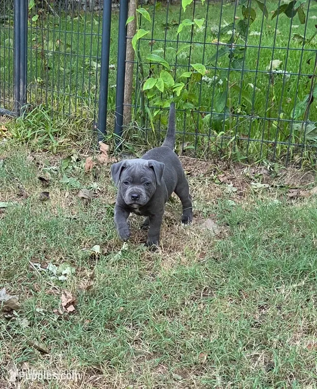 Soon  – Staffordshire Bull Terrier puppy for sale in Vivian, LA