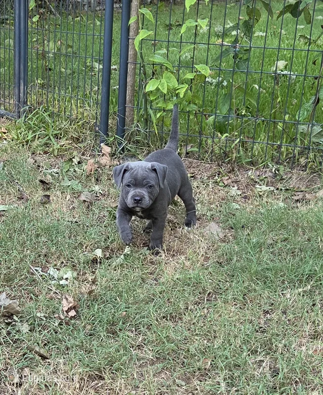 Soon  – Staffordshire Bull Terrier puppy for sale in Vivian, LA