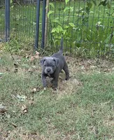 Soon , a  Staffordshire Bull Terrier for sale in Vivian, LA – 1 of 1