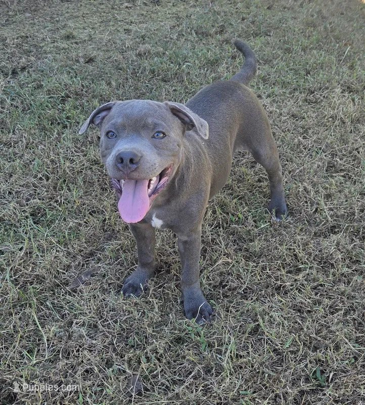 Spiderman  – Staffordshire Bull Terrier puppy for sale in Vivian, LA