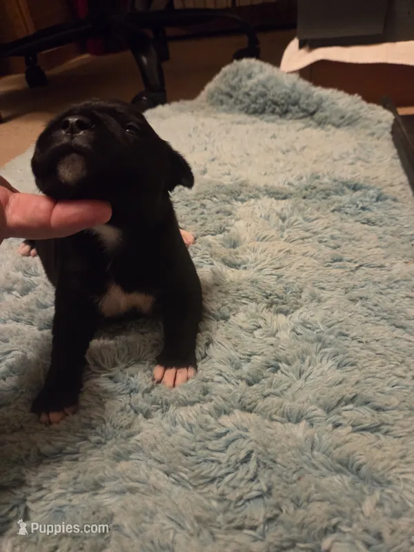 Bling Bling – Staffordshire Bull Terrier puppy for sale in Vivian, LA