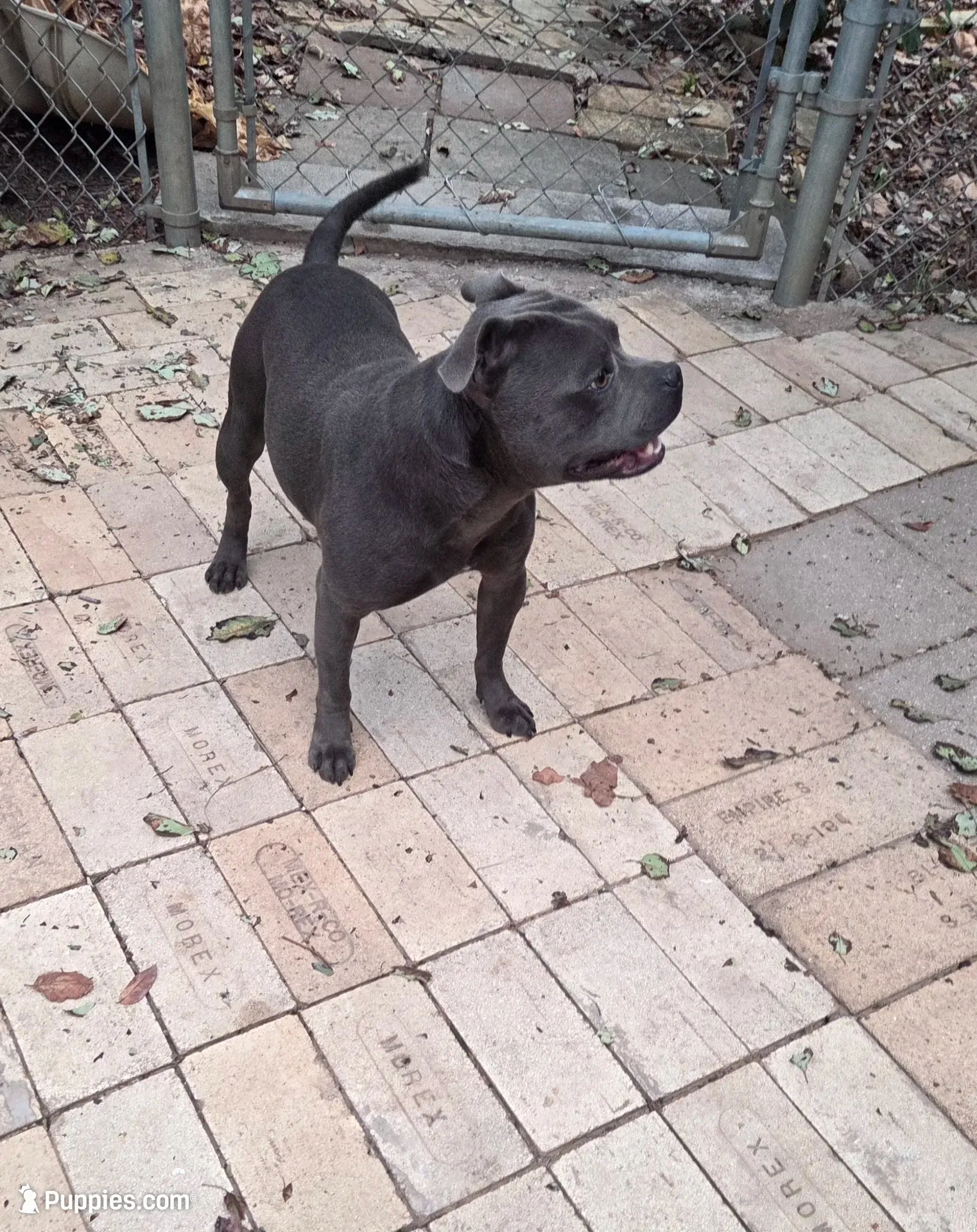 Spiderman , a male Staffordshire Bull Terrier for sale in Vivian, LA – 2 of 3
